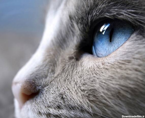 گربه ها دنیا را چگونه می بینند؟