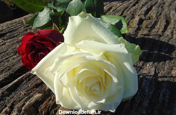 عکس گل رز سفید تک شاخه - عکس نودی