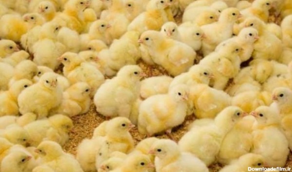 افزایش تولید جوجه یک روزه از آبان/ فراوانی مرغ در راه است · اولین ...