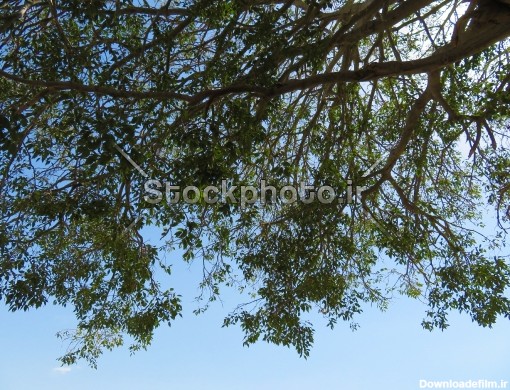 تصویری زیبا از عنصر طبیعی شاخ و برگ درخت - کوهستان - طبیعت - استوک ...