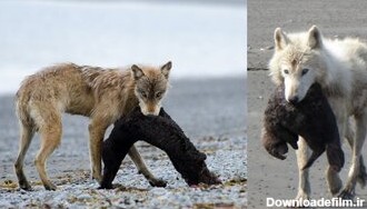 گرگ‌ها یک هدف جدید برای کشتار دارند!/ عکس