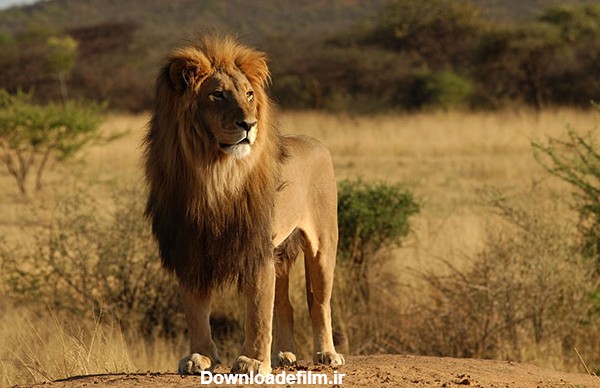 عکس شیر سلطان جنگل (7)