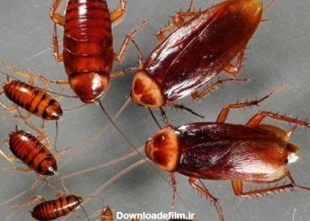 انواع حشرات موذی | شرکت سمپاشی تخصصی ریزه کار