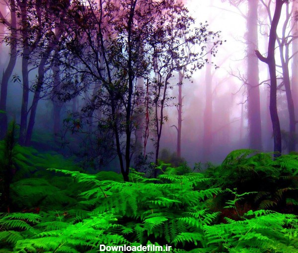 منظره رویایی و زیبای جنگل dream forest nature