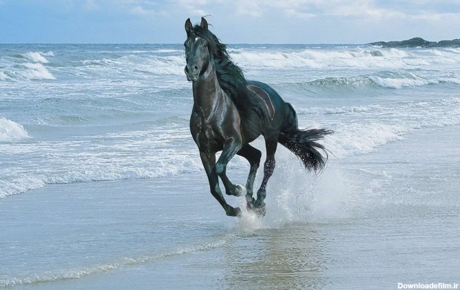 دویدن اسب کنار دریا