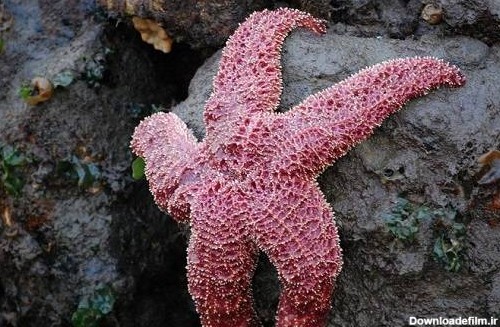 عکس ستاره دریایی صورتی