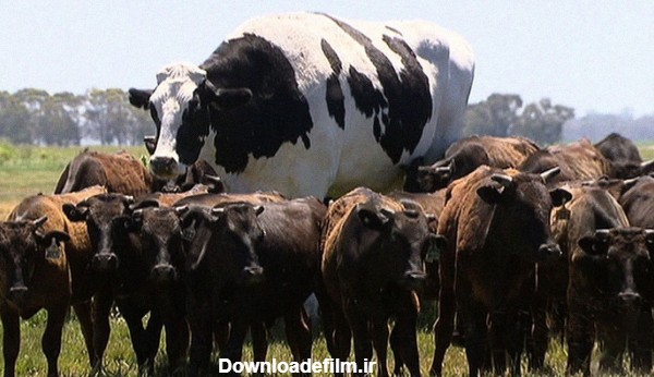 عجیب ترین عکس از یک گاو غول پیکر بین گاوهای کوچک! + جزییات