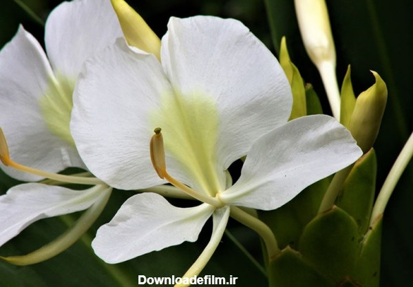 سوسن زنجبیلی سفید ، گلی از گل های خوشبو با عطری عالی