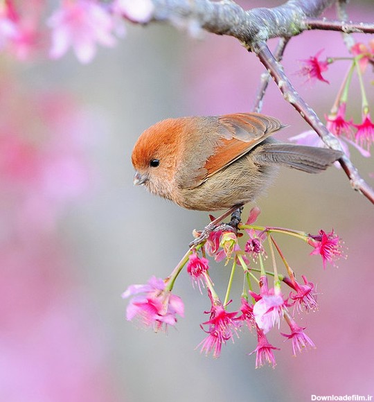 عکس های پرندگان زیبا در طبیعت سری جدید
