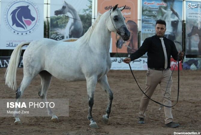 عکس اسب سفید در ایران