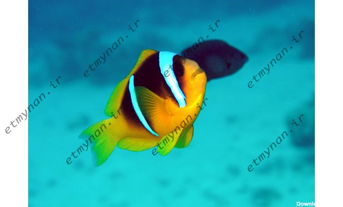 18 تصویر بسیار با کیفیت از ماهی های زیبای اقیانوس ها - اطمینان