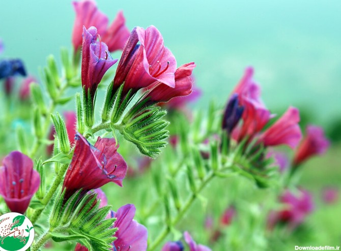 انواع گل گاوزبان و خواص آن