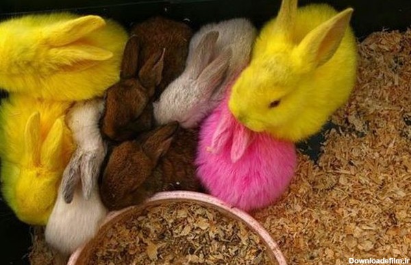 خرگوش رنگی!؟ (عکس)