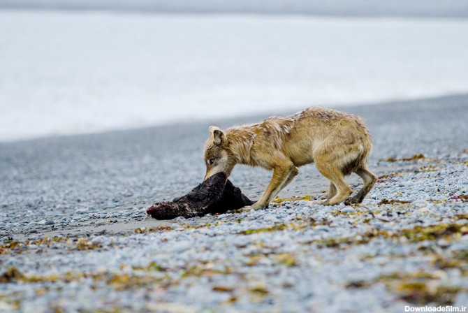 گرگ‌ها یک هدف جدید برای کشتار دارند!/ عکس