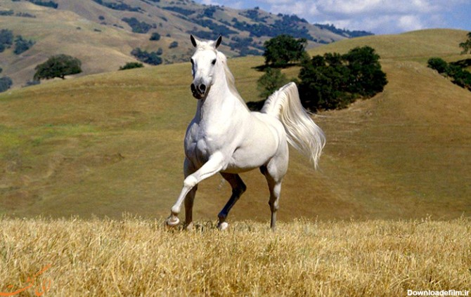 نژادهای اسب ایرانی