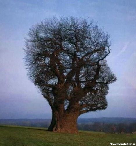 جالبترین درختان دنیا (عکس)