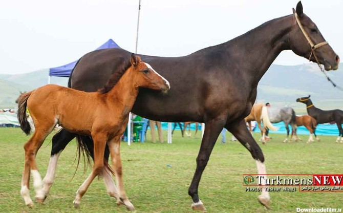 4 نژاد اسب ایرانی ثبت جهانی می شود – مارقوش ترکمن صحرا / شرکت ...
