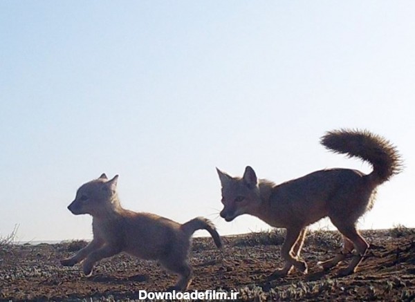 لانه بازماندگان روباه ترکمنی در ایران، زیر پساب کارخانه فرو می‌رود! + تصاویر