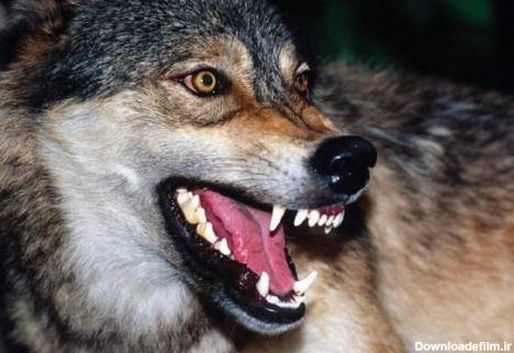 خطرناک ترین گرگ چیست؟