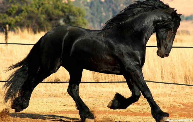 من اسب خوشم میاد مخصوصا رنگه مشکی - عکس ویسگون