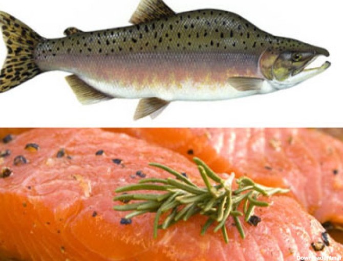 ماهی سالمون | خواص درمانی ماهی سالمون | ماهی سالمون خام ...