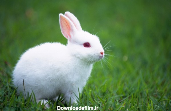 دانلود عکس خرگوش ها white rabbit wallpapers