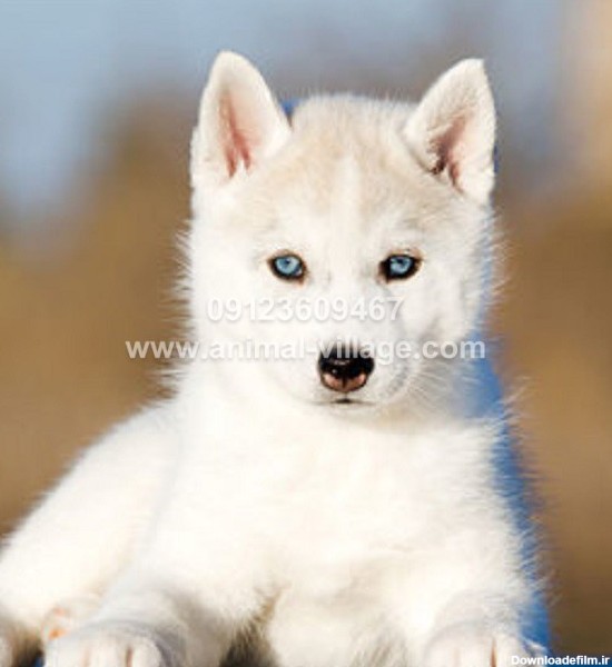 سگ هاسکی سفید پشمالو - دهکده حیوانات