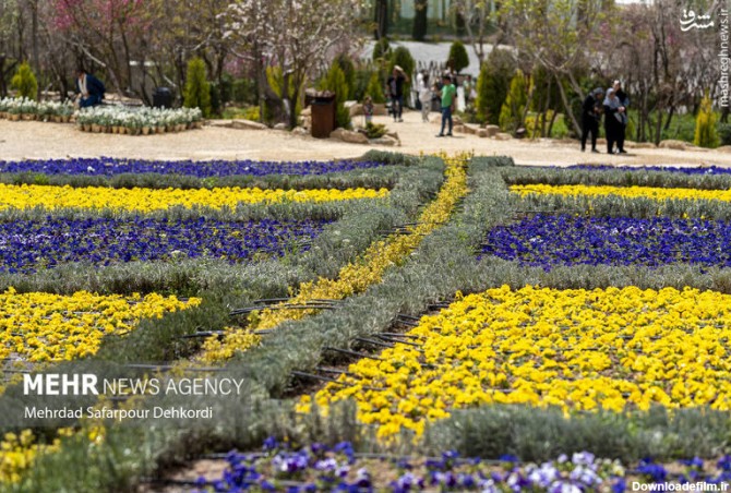 عکس از بهار شیراز