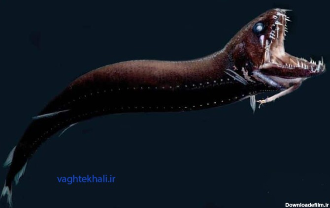آیا اژدها ماهی سیاه واقعی است؟ - https://vaghtekhali.ir/