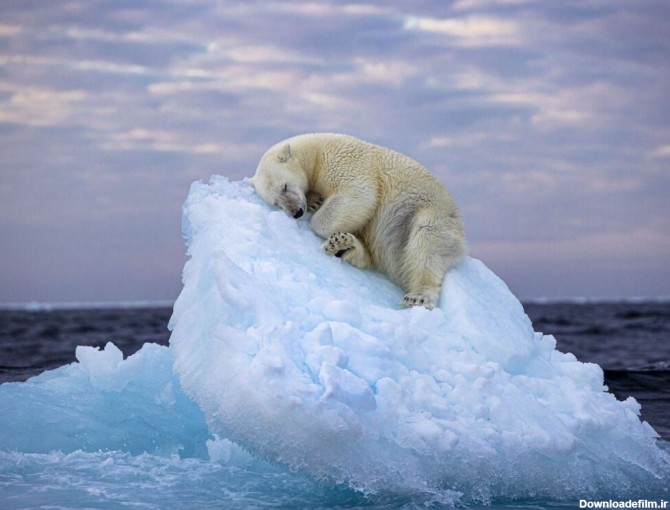 عکاس ایرانی با تصویر خود از یک خرس قطبی، برنده مسابقه عکاسی ...
