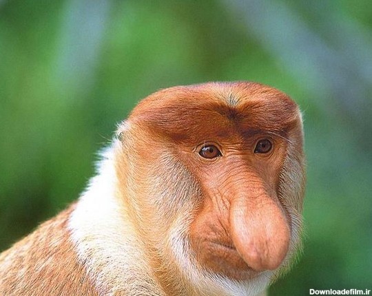 عکس میمون چاقالو