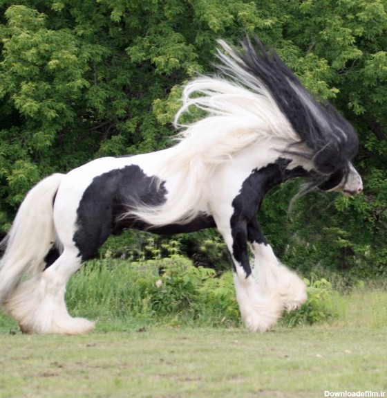 زیباترین اسب های جهان (عکس)