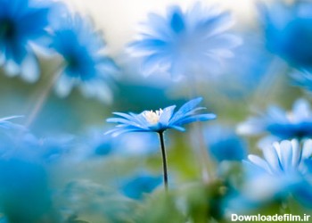 عکس گلهای آبی فیروزه ای blue flowers nature
