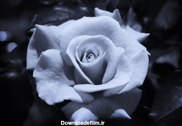 عکس گل رز سیاه سفید rose black and white