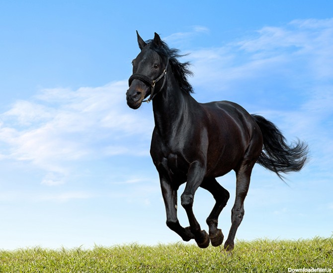 عکس اسب وحشی سیاه در دشت - مسترگراف