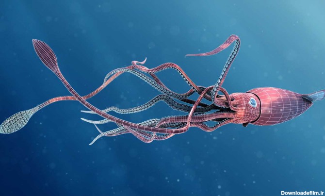 عکس ماهی مرکب غول پیکر