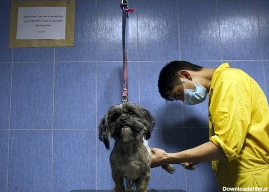 خداحافظی پولدارهای ایران با سگهای محبوبشان (+تصاویر)