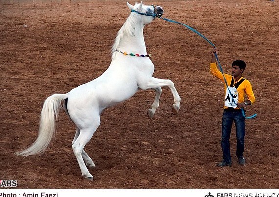 جشنواره اسب های زیبا و اصیل ایرانی | خبرگزاری فارس