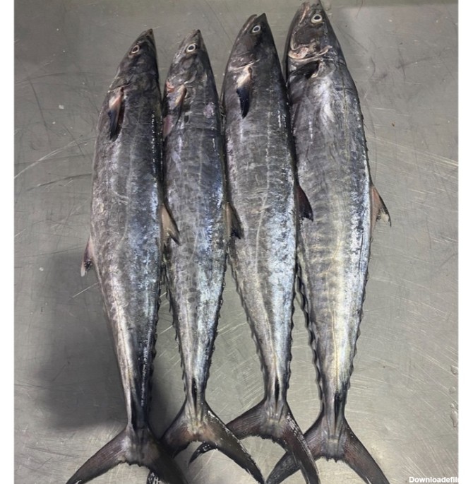 قیمت و خرید استیک ماهی شیر جنوب اسبک ماهی- ۲۰۰۰ گرم