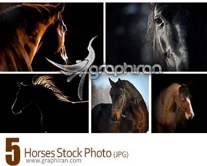 دانلود عکس های شاتر استوک اسب های زیبا با کیفیت بالا