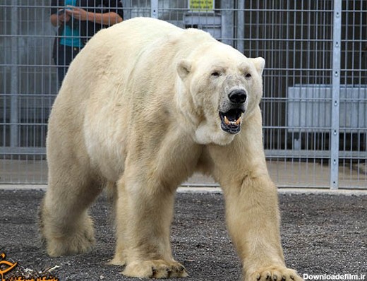 مسافرت تنها خرس قطبی انگلیس + تصاویر
