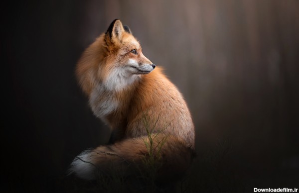 عکس با کیفیت بالا از روباه