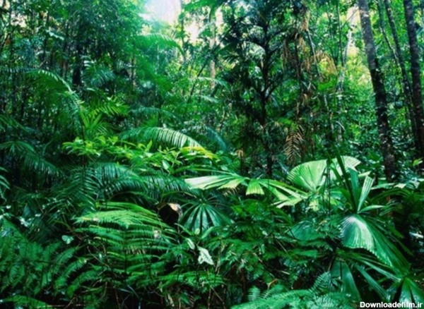 بزرگترین جنگل بارانی جهان+تصاویر