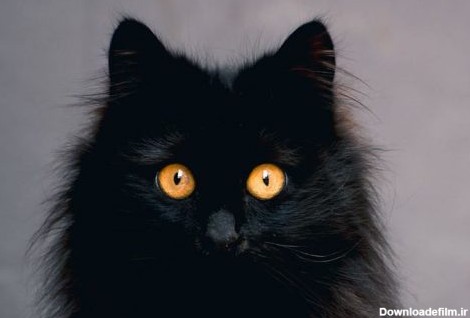 چشم گربه | علت درخشش چشم گربه در شب به صورت علمی چیست؟