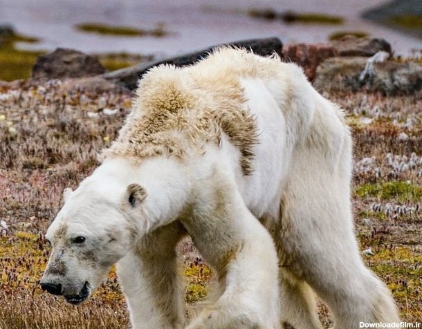خرس قطبی رو به مرگ - کافه لینک