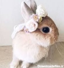 عکس خرگوش های کیوت و خوشگل     - تستچی
