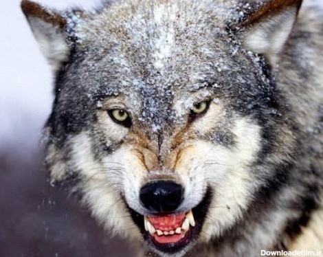 مقابله سگ با خطرناک ترین گرگ دنیا