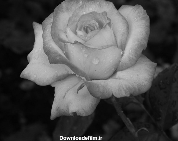 عکس سیاه و سفید گل ❤️ [ بهترین تصاویر ]