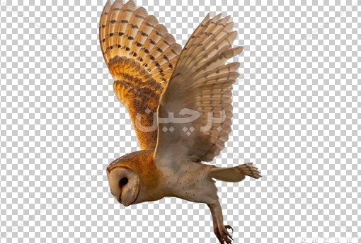 Borchin-ir-barn owl bird wild animal photo_16_PNG عکس بدون زمینه جغد در حال پرواز۲