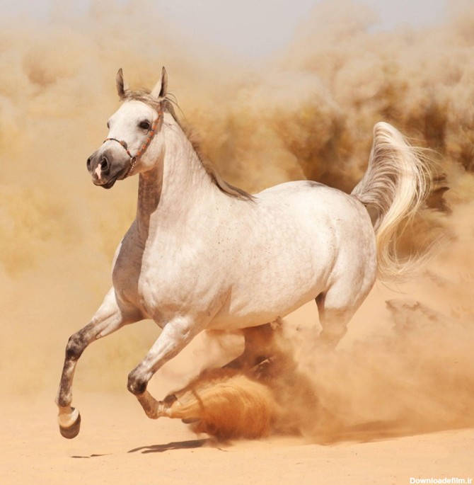 عکس 4k اسب سفید با کیفیت بالا | image horse white | حیوانات ...